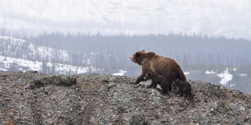 移动应用开发新范式：敏捷开发与DevOps如何驱动高效协同与持续交付